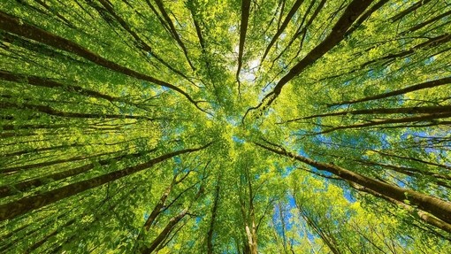Looking up through the trees from the forest floor on a nice day