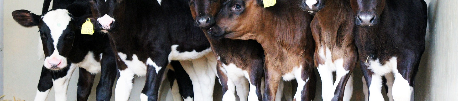 A row of calves standing on some straw.