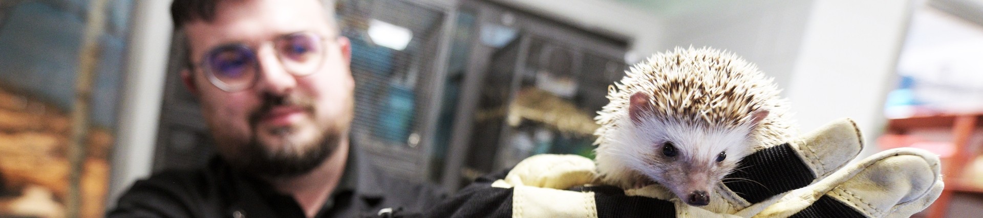 A student holds up a hedgehog. 