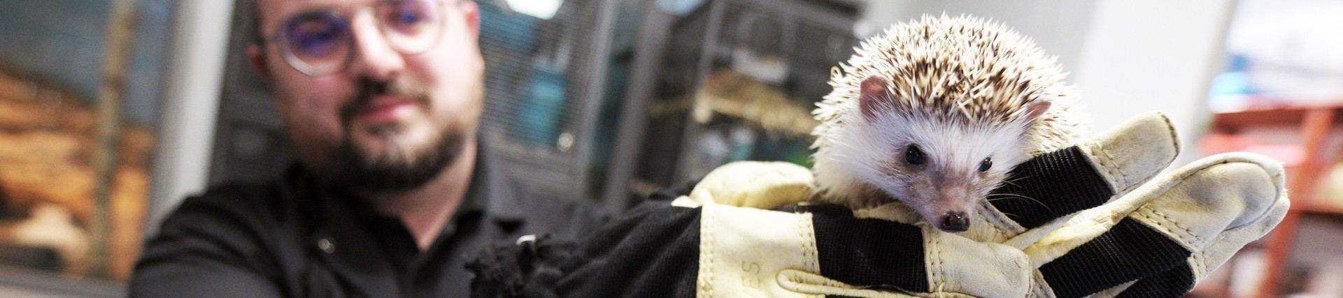 A student holds up a hedgehog. 