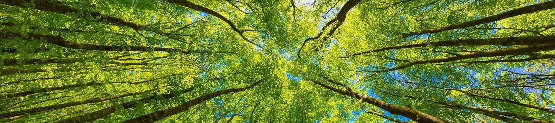 Looking up through the trees from the forest floor on a nice day