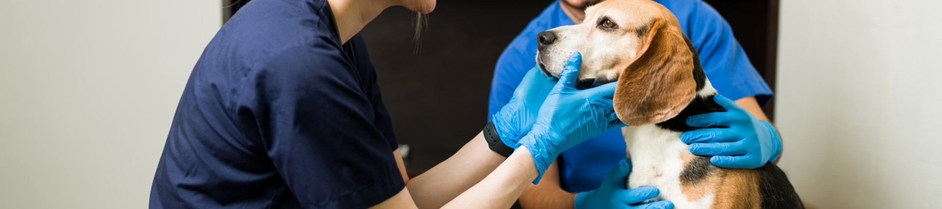 Two people in vet uniforms looking at a beagle.