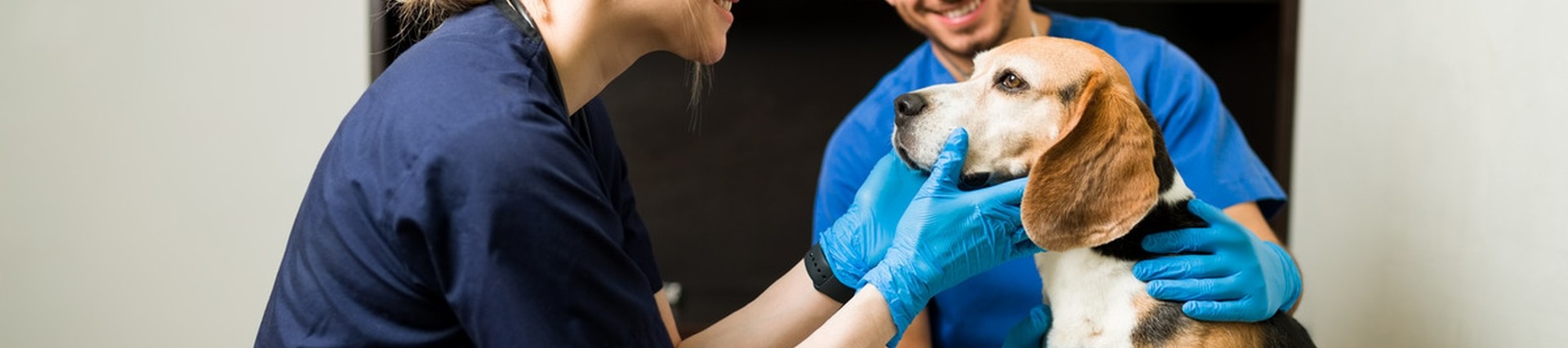 Two people in vet uniforms looking at a beagle.