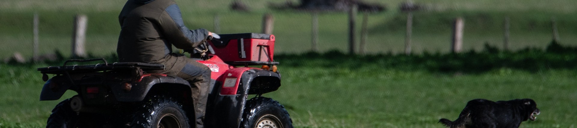 A person riding a ATV through a field, with a sheepdog running in front