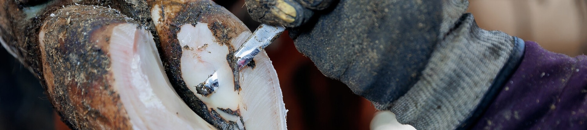 Cow hoof in the process of being trimmed