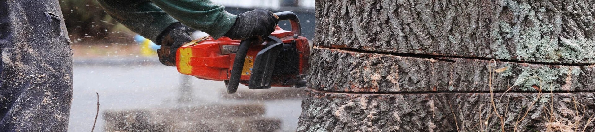 Close-up of tree being cut with a chainsaw