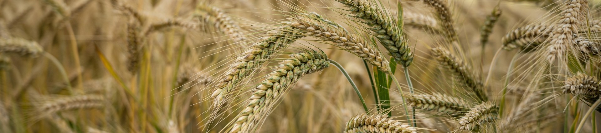 close up of grain in a field