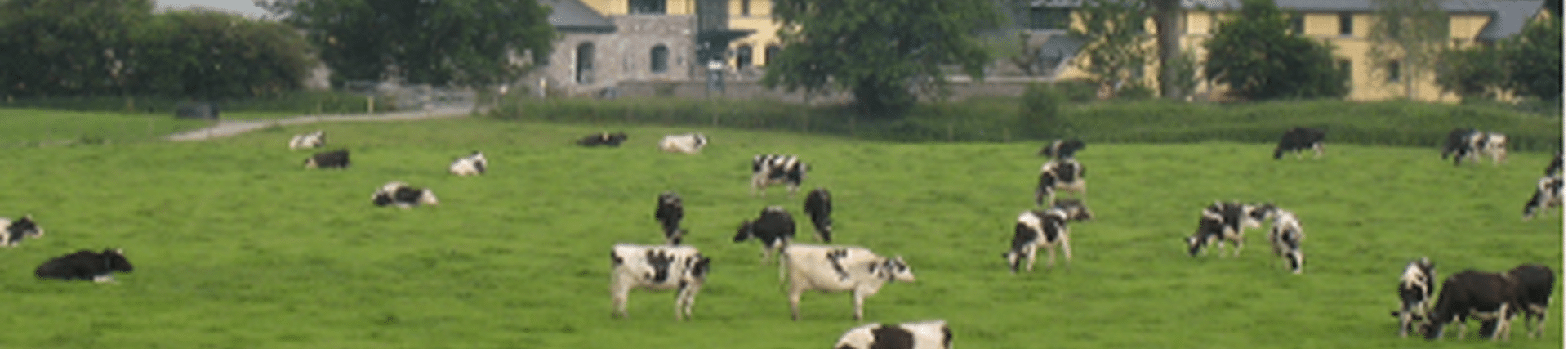 Picture of Gelli Aur campus with a herd of cattle in front