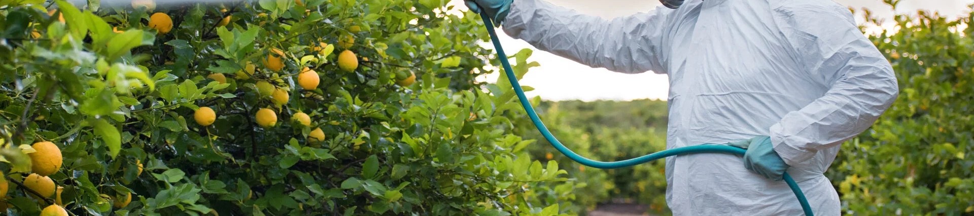 A person wearing protective PPE including a ventilation mask while spraying pesticides on crops