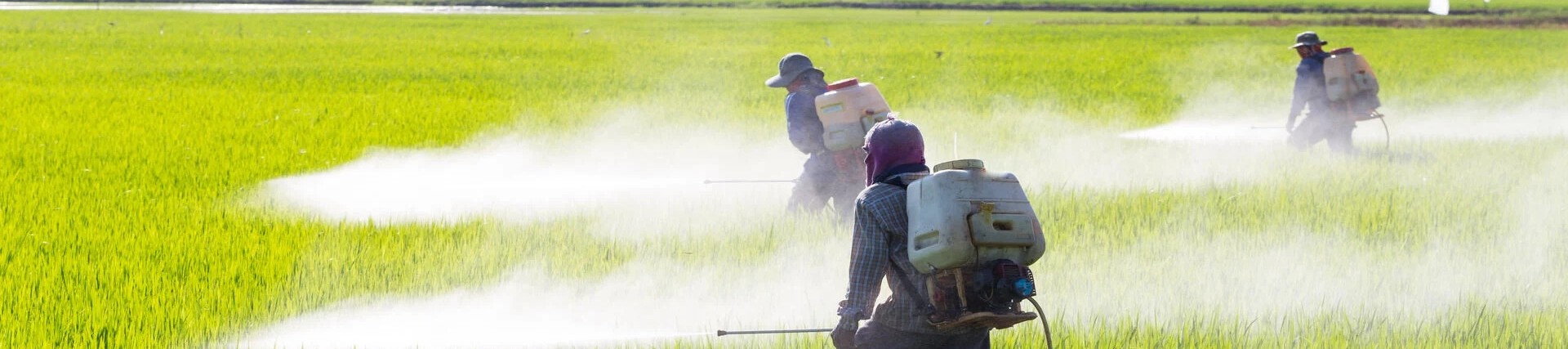 Group of workers spraying a green field with pesticide while wearing protective PPE