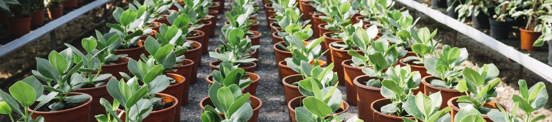 greenhouse full of succulents in neat rows