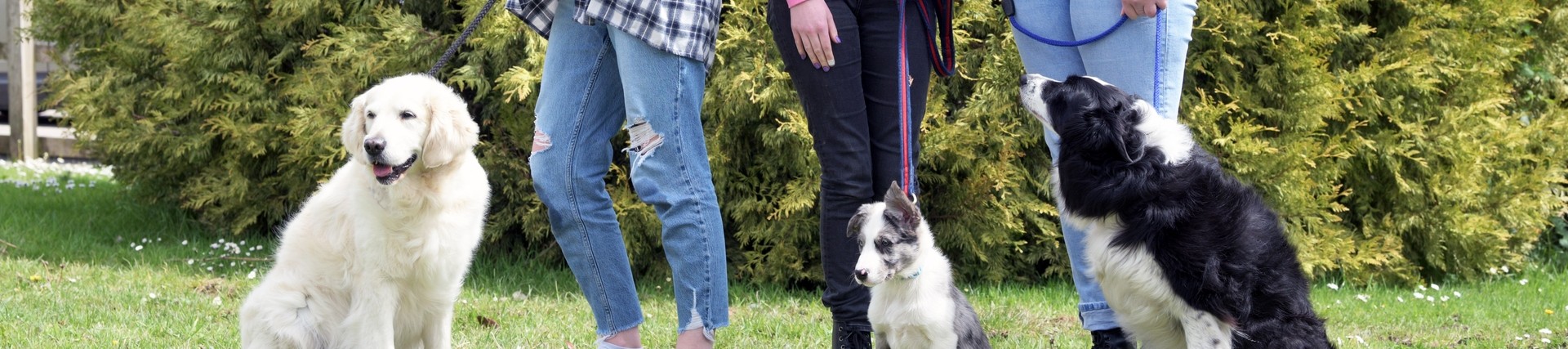 three students with three dogs sat in front of them