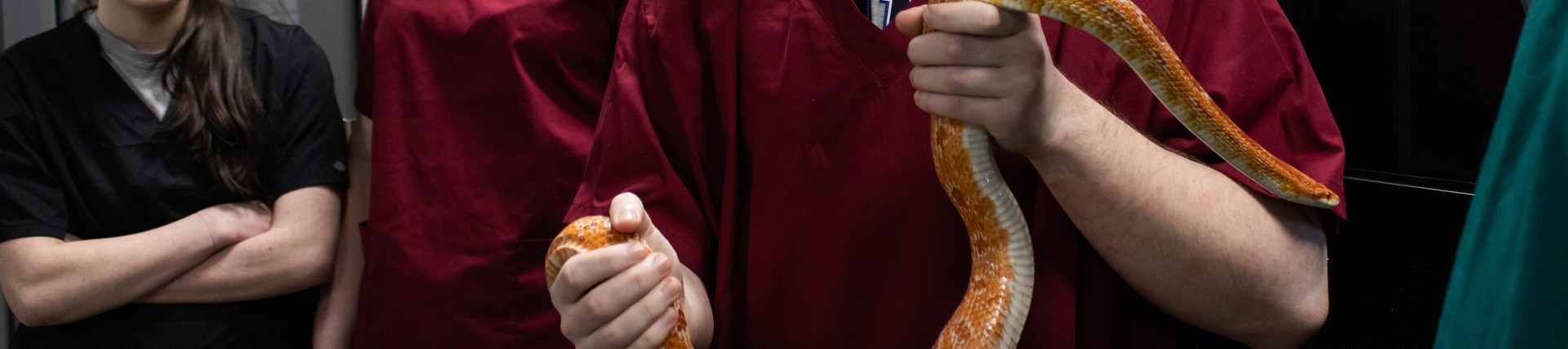 A student in maroon scrubs holding a snake