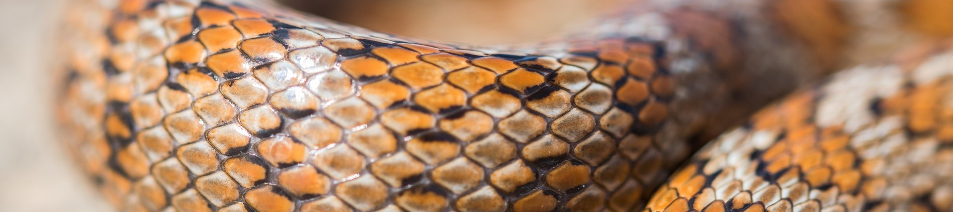 close-up-shot-scales-adult-leopard-snake