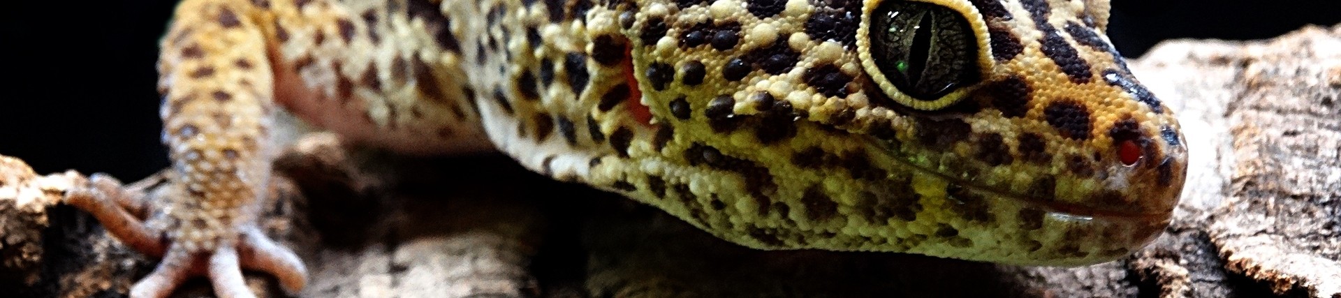 close up of a lizard on a log