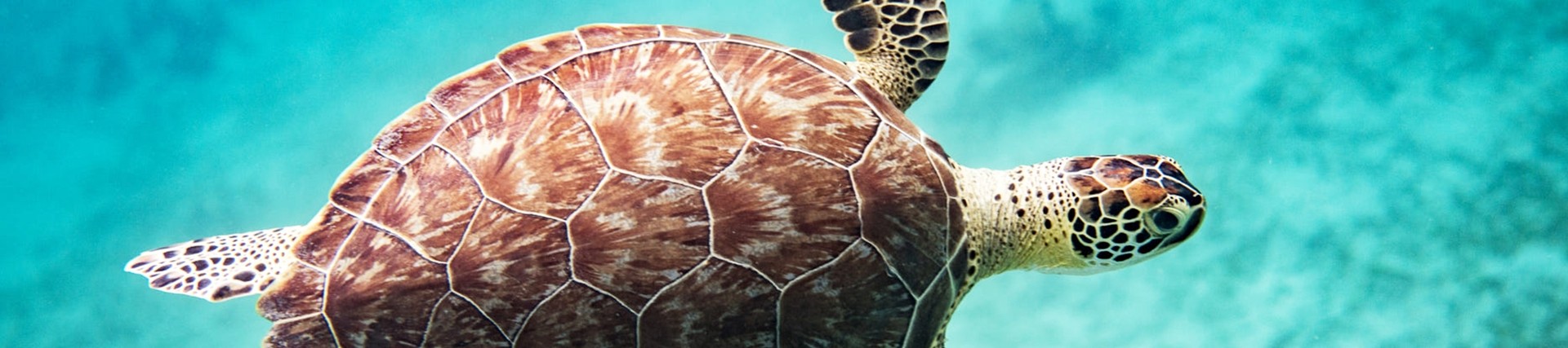 sea turtle in turquoise water