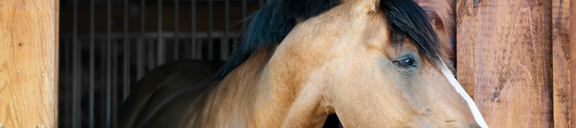 a horse with head outside stable