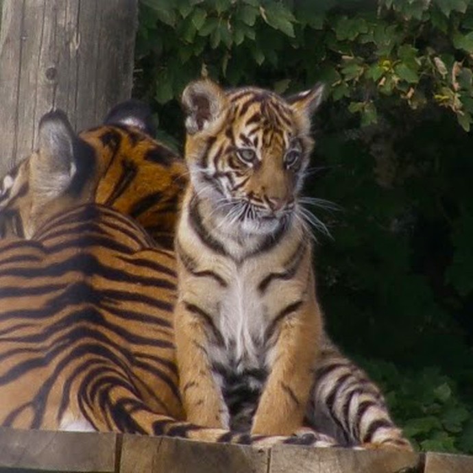 Two tigers