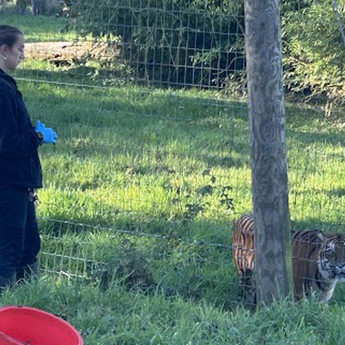 A person near a tiger pen with an infant tiger